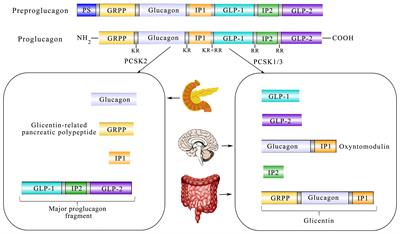 GLP-1 and Underlying Beneficial Actions in Alzheimer’s Disease, Hypertension, and NASH